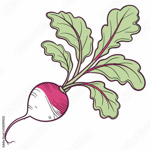 radish vector illustration