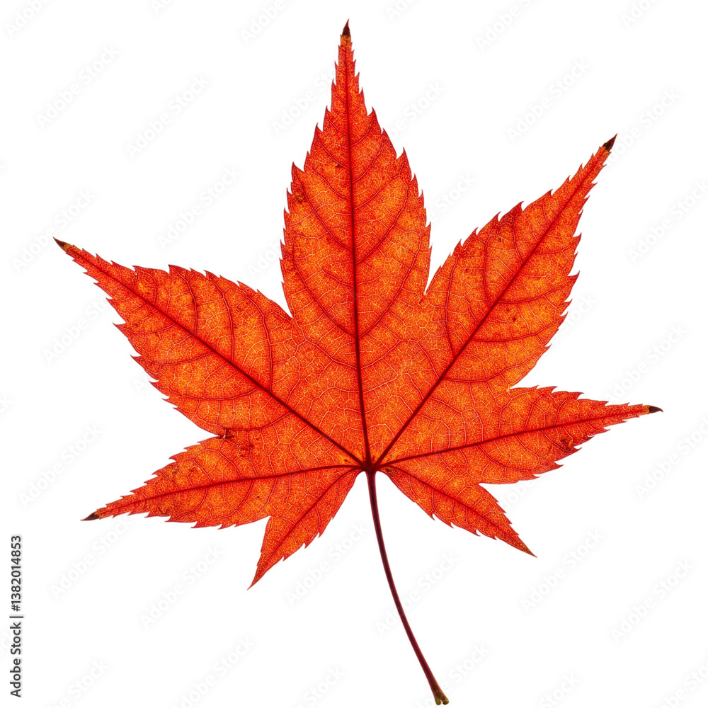 red maple leaf red maple leaf