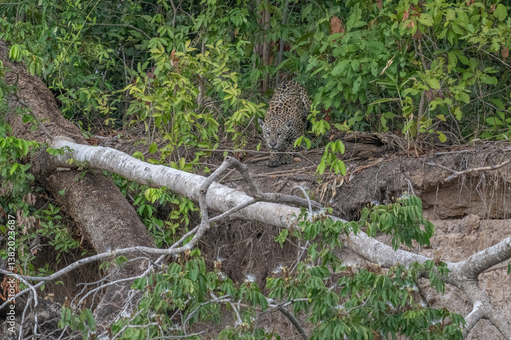 Obraz premium Jaguar on a fallen tree
