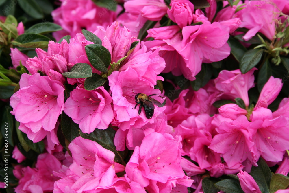 Carpenter Bee pollinating Azalea flowers in bloom, spring time botanical close up photo Carpenter Bee pollinating Azalea flowers in bloom, spring time botanical close up photo