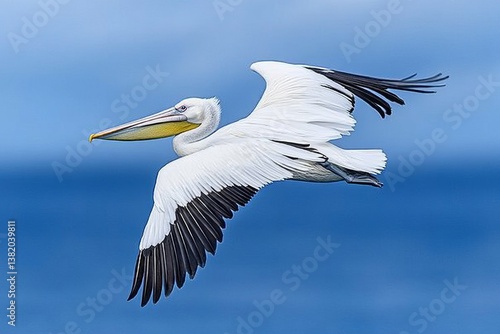 A pelican gliding just above the ocean surface, its wingtips barely touching the water