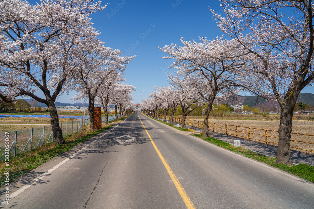 Fototapeta premium Street scene in Gyeongju with white azalea flowers in full bloom in spring from March to April (Gyeongju, Korea)