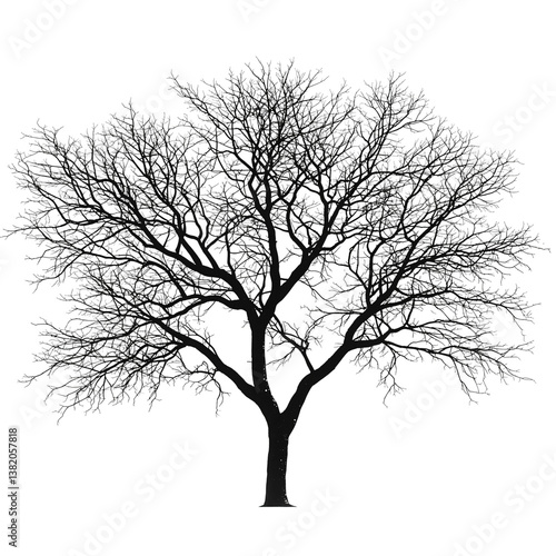 bare tree silhouette vector on white background