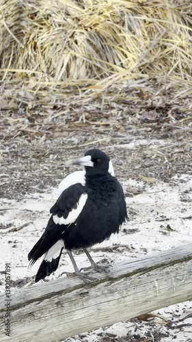 Wallpaper Mural beautiful Australian magpie (Gymnorhina tibicen) feeding on insects spotted in Aldinga Conservation Park near adelaide, Fleurieu Peninsula, south australia Torontodigital.ca