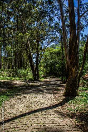 path in the woods