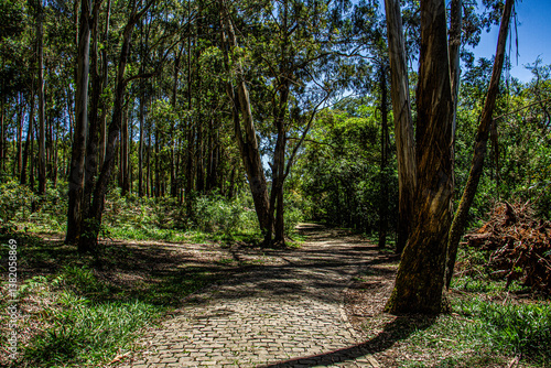 path in the woods