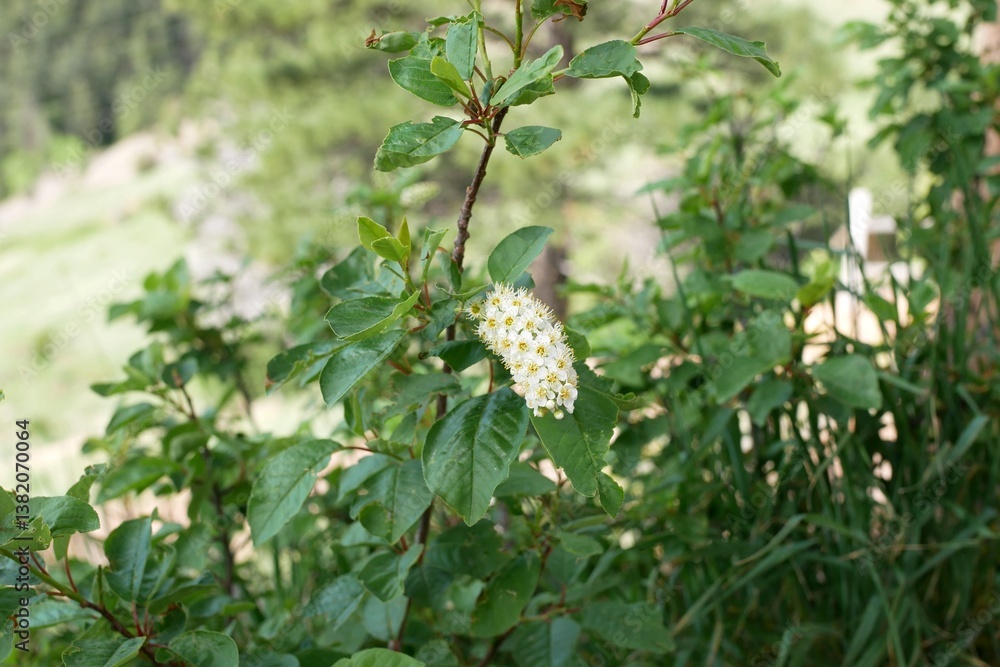 Wild Choke Cherry tree flowers in mountain, Colorado Wild Choke Cherry tree flowers in mountain, Colorado