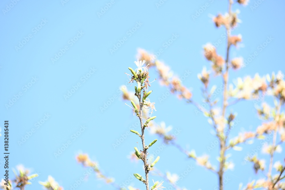 Alangium salvifolium or sage leaved alangium tree flowers. It is is a flowering plant in the Cornaceae family. Wild white flower in nature background. Alangium salvifolium or sage leaved alangium tree flowers. It is is a flowering plant in the Cornaceae family. Wild white flower in nature background.