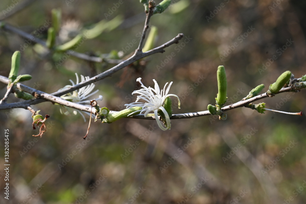 Alangium salvifolium or sage leaved alangium tree flowers. It is is a flowering plant in the Cornaceae family. Wild white flower in nature background.