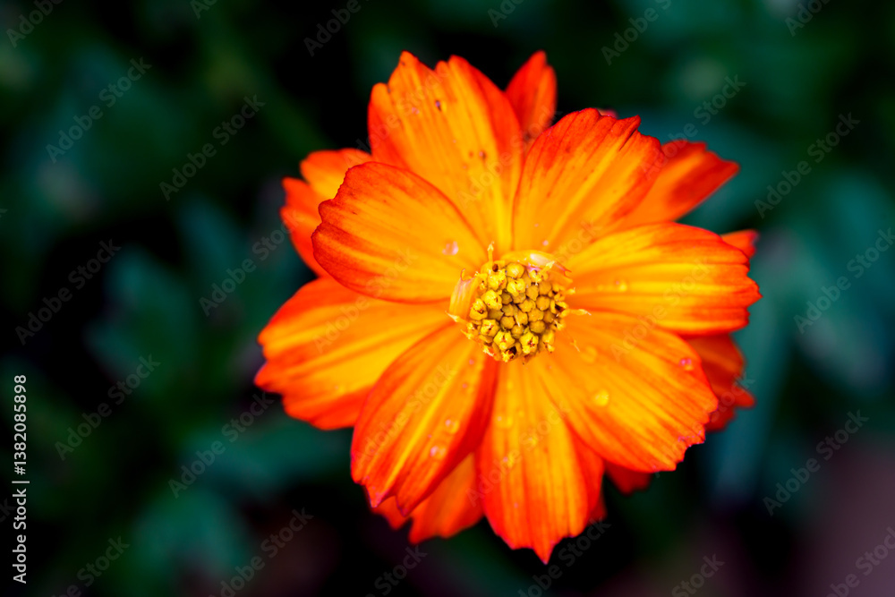 Close-up Orange Mexican aster or Cosmos flower blooming in the garden, Family Asteraceae. Close-up Orange Mexican aster or Cosmos flower blooming in the garden, Family Asteraceae.