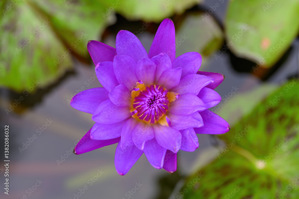 Close-up of blooming Nymphaea nouchali or water lily flowers with green leaf in the basin. Close-up of blooming Nymphaea nouchali or water lily flowers with green leaf in the basin.