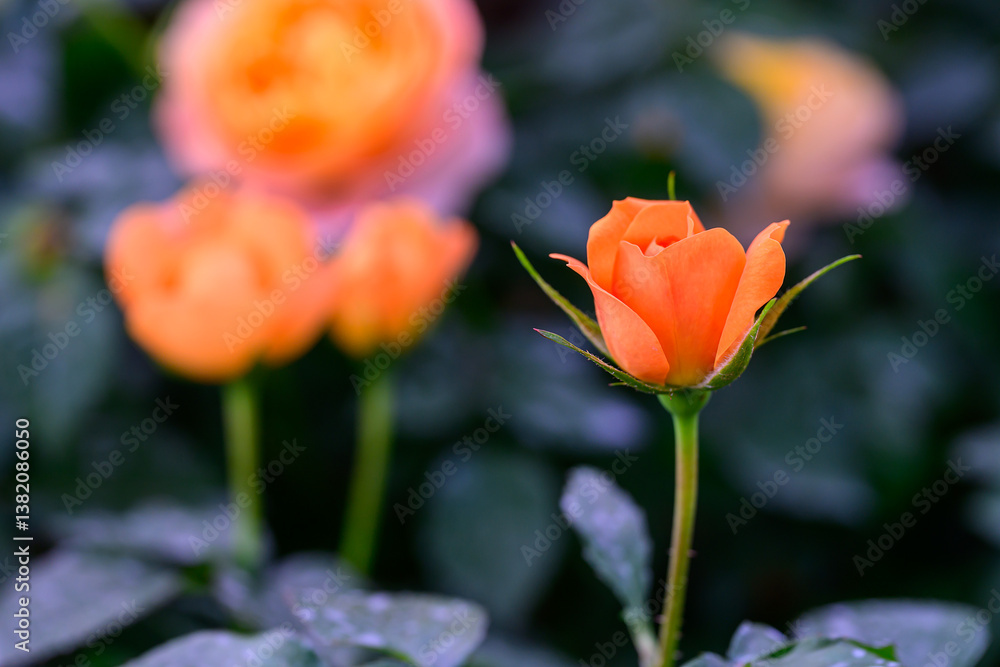 Spray Rose Lovely flowers blooming in the garden, in Thailand. Spray Rose Lovely flowers blooming in the garden, in Thailand.
