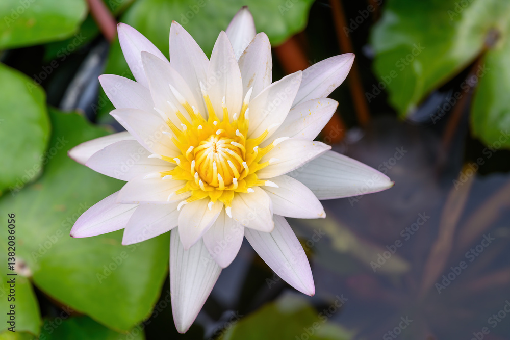 Close-up of blooming Nymphaea nouchali or water lily flowers with green leaf in the basin. Close-up of blooming Nymphaea nouchali or water lily flowers with green leaf in the basin.