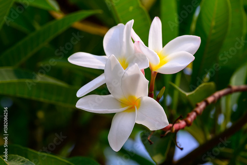 Wallpaper Mural The Frangipani flower or Champaca Lao flower is the national flower of Laos in full bloom on a branch against lush green foliage. Torontodigital.ca