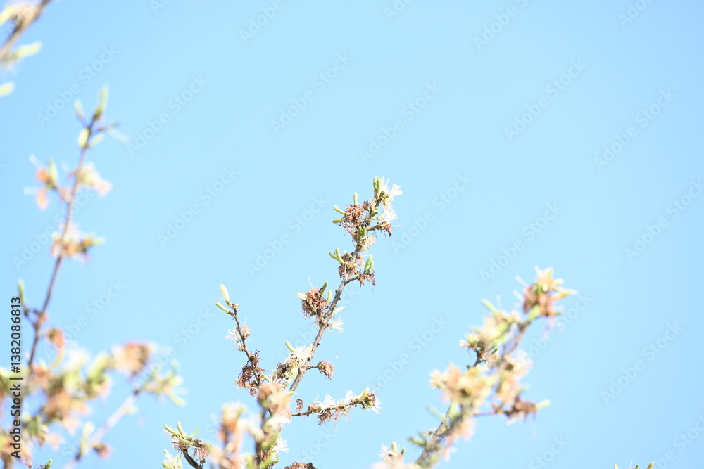 Alangium salvifolium or sage leaved alangium tree flowers. It is is a flowering plant in the Cornaceae family. Wild white flower in nature background. Alangium salvifolium or sage leaved alangium tree flowers. It is is a flowering plant in the Cornaceae family. Wild white flower in nature background.
