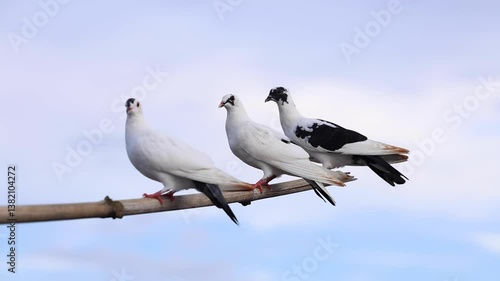 Pigeons sitting on a branch