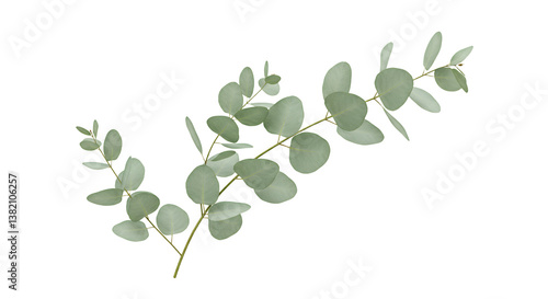 Eucalyptus Branch with Green Leaves Isolated on Transparent Background