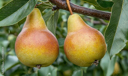 Two ripe pears hang from a branch amid green leaves, ready to be picked and enjoyed for their sweet taste