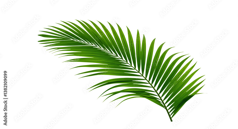 Obraz premium Isolated Green Palm Frond Against Transparent Background for Tropical Designs
