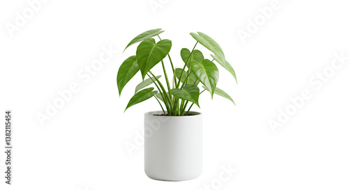 Potted Heartleaf Philodendron Plant with Green Leaves in Transparent Pot