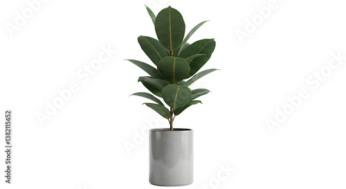 Ficus Elastica Plant in Gray Pot - Indoor Home Decor Element