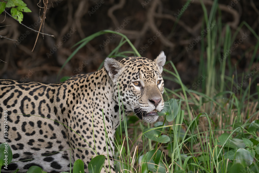 Naklejka premium Jaguar in the pantanal