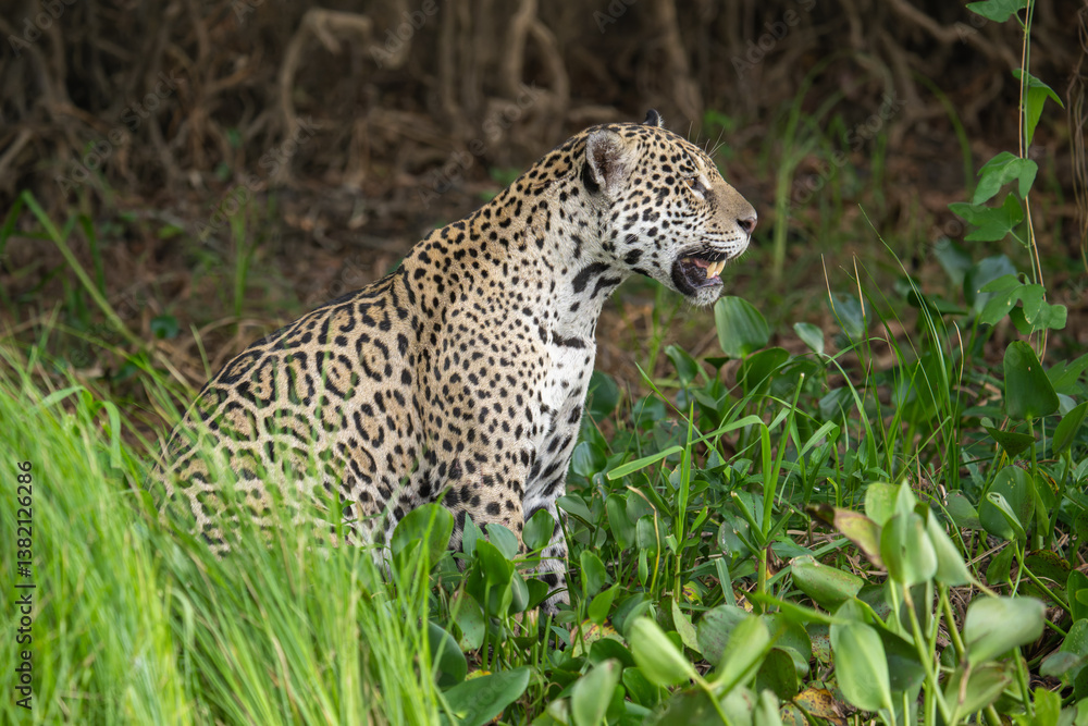 Naklejka premium Jaguar in the pantanal
