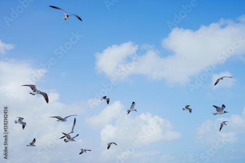 flock of seagulls in Miami Beach, Florida 
