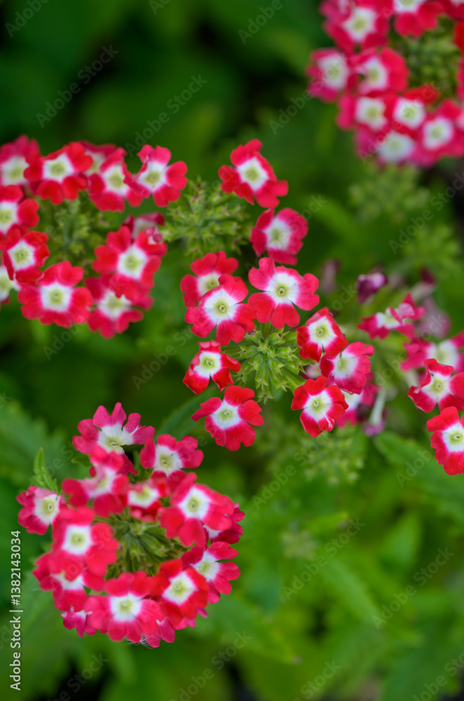 Fototapeta premium 赤と白のバーベナの花が咲く美しい春のガーデン風景