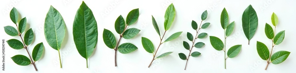Fototapeta premium Isolated eucalyptus leaves on white background, nature, tree, foliage