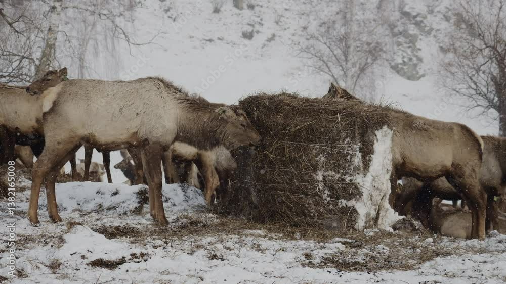 Maral eats hay in a national park with snow-capped mountains in the background. Deer in their wild habitat in the Siberian mountains. Maral eats hay in a national park with snow-capped mountains in the background. Deer in their wild habitat in the Siberian mountains.