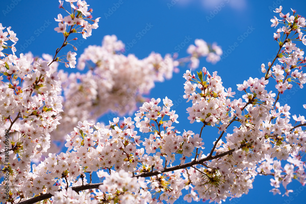 Spring blossom background. Blossoming tree branch with white flowers.