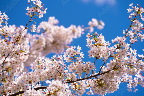 Obraz na płótnie Spring blossom background. Blossoming tree branch with white flowers. w salonie