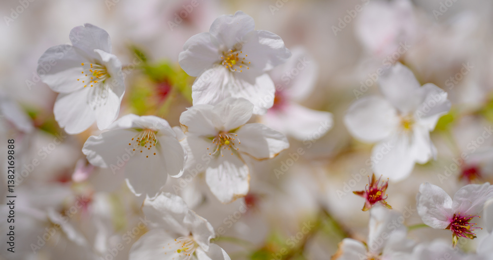 Spring flowering tree branch with white flowers on blue sky background. Spring flowering tree branch with white flowers on blue sky background.