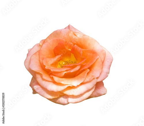 Wallpaper Mural Pink roses isolated on white background Torontodigital.ca