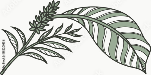 Cut out image of green turmeric leaf with detailed clipping paths, placed on a white background,