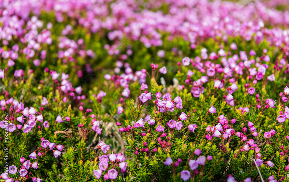 Mountain heather blossom. Pink mountain heather meadow flower. Meadow with wildflower of mountain heather flower in nature. Summer nature. Flowering plant. Flower of phyllodoce empetriformis Mountain heather blossom. Pink mountain heather meadow flower. Meadow with wildflower of mountain heather flower in nature. Summer nature. Flowering plant. Flower of phyllodoce empetriformis