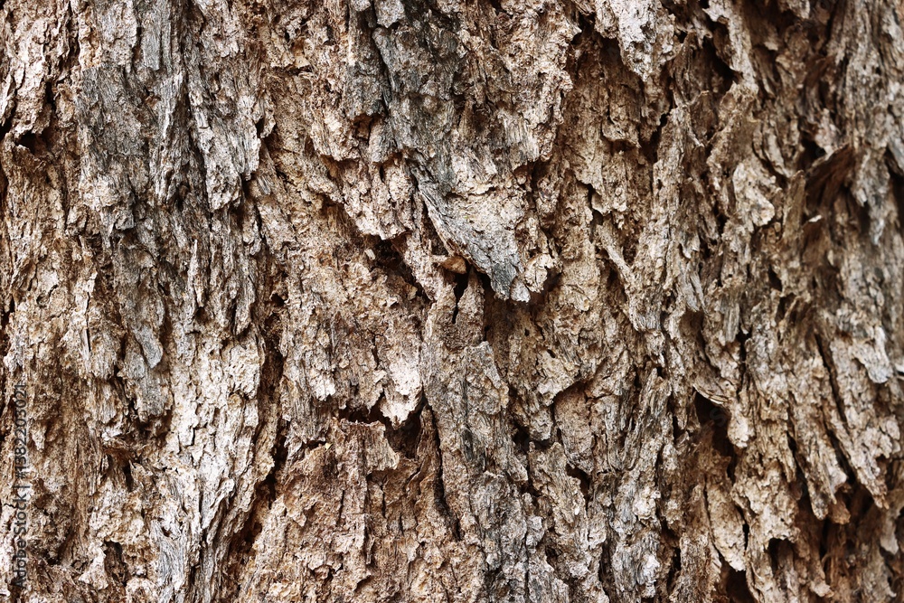 Old cracked tree bark texture background Old cracked tree bark texture background