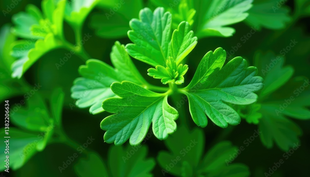 Close-up of parsley leaves forming a unique design , backdrop, closeup, summer Close-up of parsley leaves forming a unique design , backdrop, closeup, summer