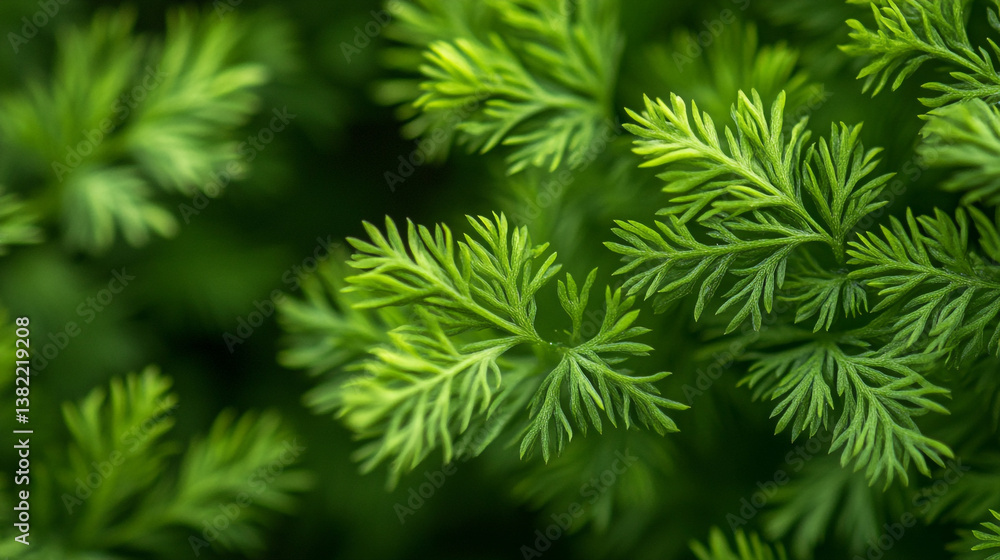 Close up of vibrant green dill plant foliage with a soft focus background in natural light setting. Close up of vibrant green dill plant foliage with a soft focus background in natural light setting.