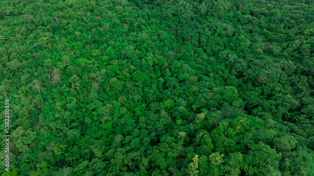 aerial view of dark green forest Abundant natural ecosystems of rainforest. Concept of nature forest preservation and reforestation. aerial view of dark green forest Abundant natural ecosystems of rainforest. Concept of nature forest preservation and reforestation.