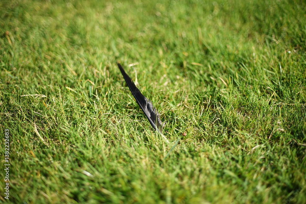 Obraz premium A feather on grass