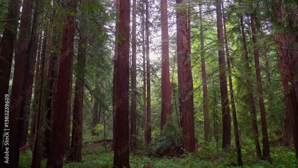 Foggy rainy mist morning Redwood National State Park Forest California tall dense lush greenery plants Sinkyone Wilderness sequoia cloudy peaceful wilderness landscape pan up slowly motion Foggy rainy mist morning Redwood National State Park Forest California tall dense lush greenery plants Sinkyone Wilderness sequoia cloudy peaceful wilderness landscape pan up slowly motion