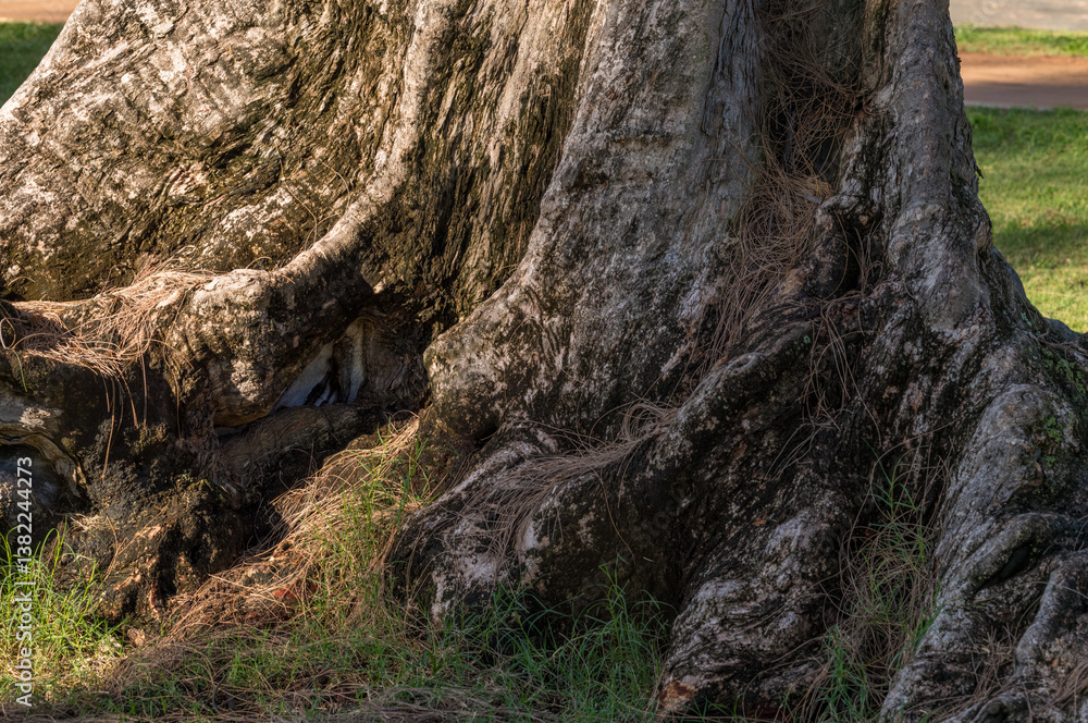 Obraz premium Norfolk Pine Tree Trunk with Green Moss in Honolulu Hawaii.