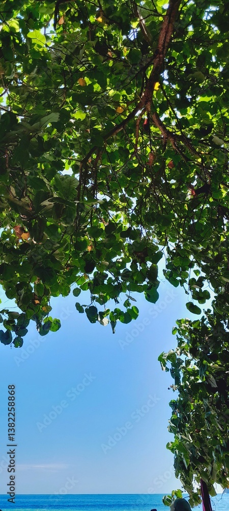 Green leaves frame a bright blue sky and a sliver of ocean. The shot is from a low angle, emphasizing the foliage against the clear backdrop. Wediombo Beach Gunungkidul, Yogyakarta, Indonesia. Green leaves frame a bright blue sky and a sliver of ocean. The shot is from a low angle, emphasizing the foliage against the clear backdrop. Wediombo Beach Gunungkidul, Yogyakarta, Indonesia.