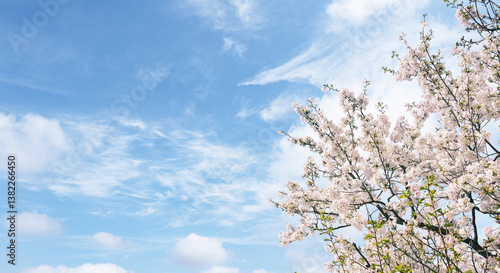 Cuadro en lienzo 春の空を望み見上げる満開の桜と空雲の背景　新年度・入学・入社・入園・卒業のイメージ
