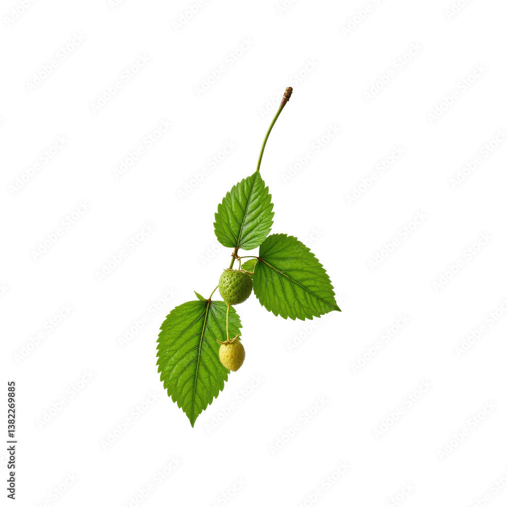 A delicate branch with vibrant green leaves and small berries, perfect for nature-themed designs. A delicate branch with vibrant green leaves and small berries, perfect for nature-themed designs.