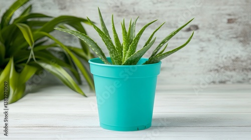 Bring Nature Indoors Aloe Vera Plant in a Stylish Pot for Modern Living