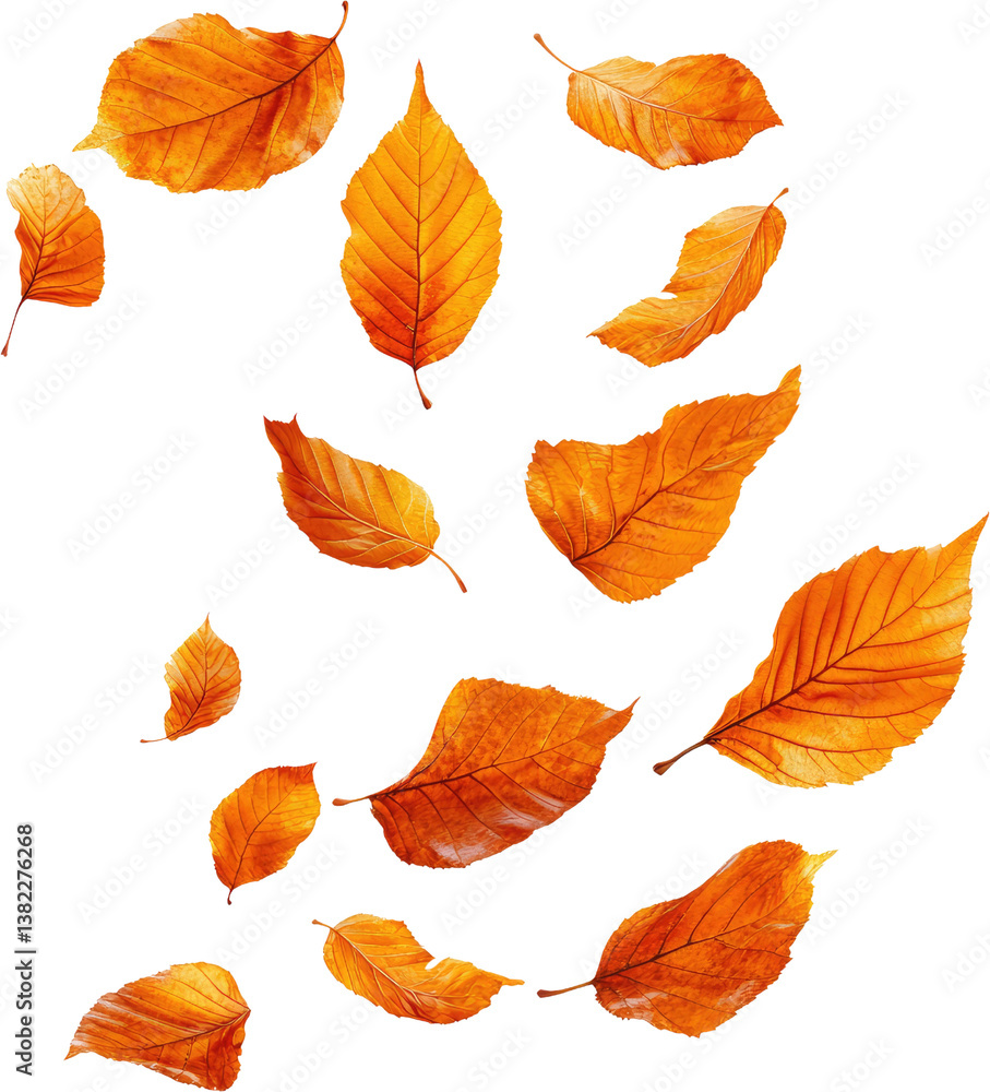 Vibrant autumn leaves falling gracefully transparent background perfect for seasonal designs Vibrant autumn leaves falling gracefully transparent background perfect for seasonal designs