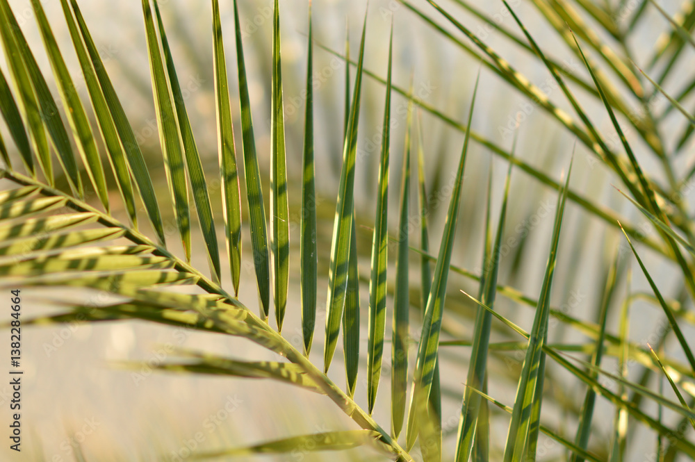 Fototapeta premium majesty palm leaves close up